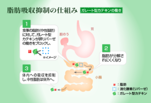 ガレート型カテキン