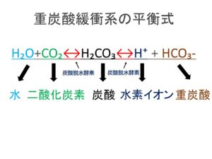 強炭酸水　炭酸水　炭酸　違い