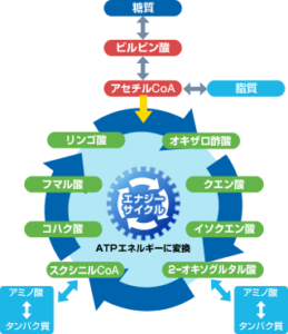 リポビタンｄ　中学生　エナジードリンク